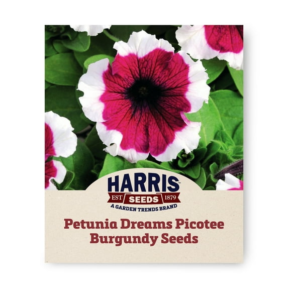 Harris Seeds - Petunia Dreams Picotee Burgundy F1 Flower Seeds - 500 Seeds