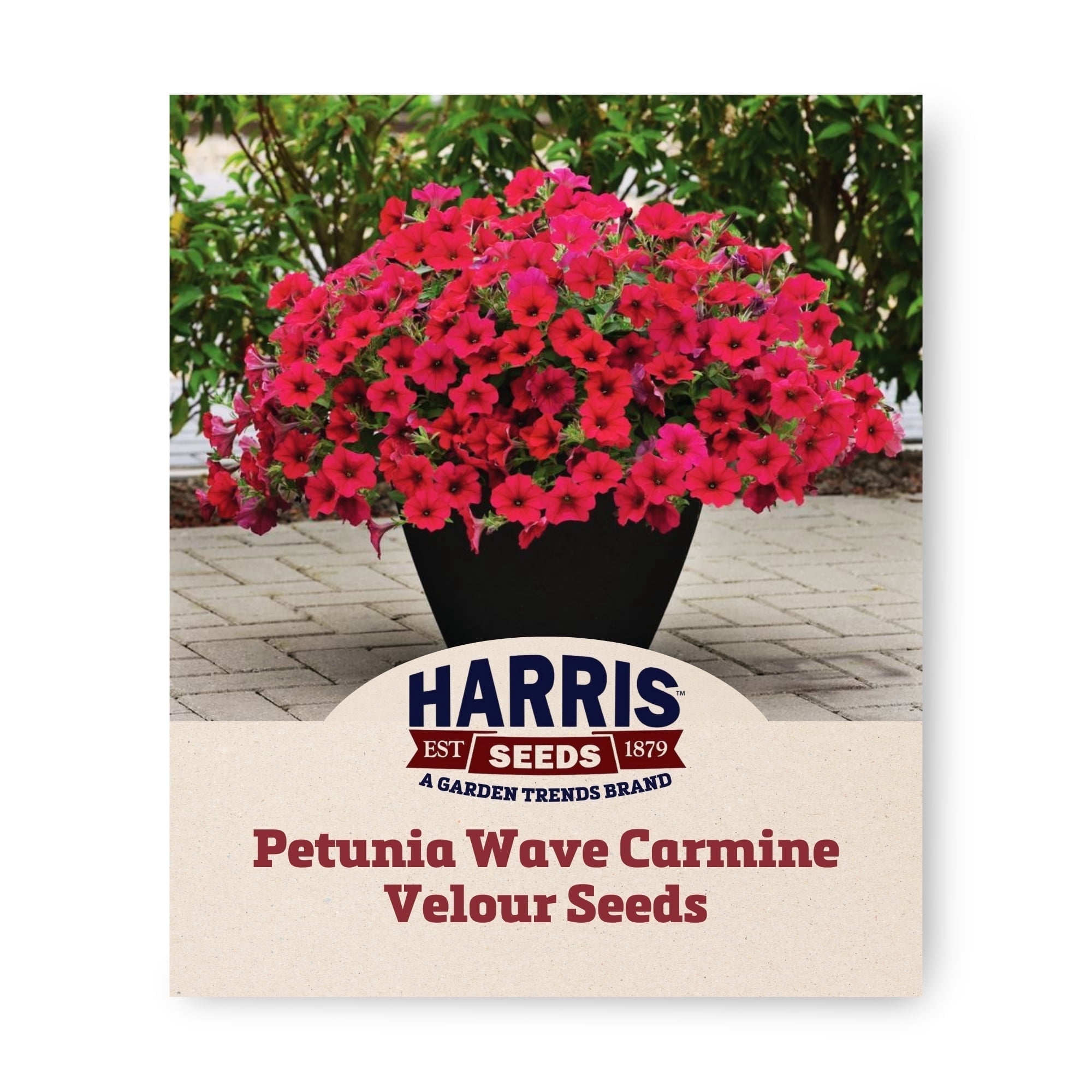Harris Seeds - Petunia Wave Carmine Velour F1 Seeds - Annual Flowers - 100 Pelleted Seeds