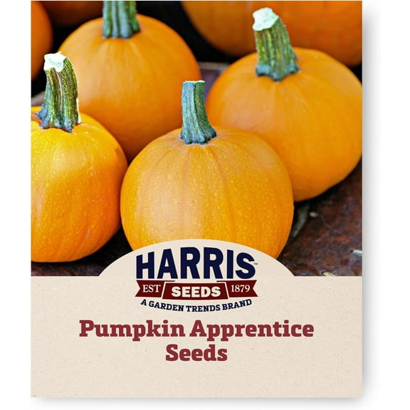 Harris Seeds - Pumpkin Apprentice F1 Compact Bush Orange - 250 Seeds