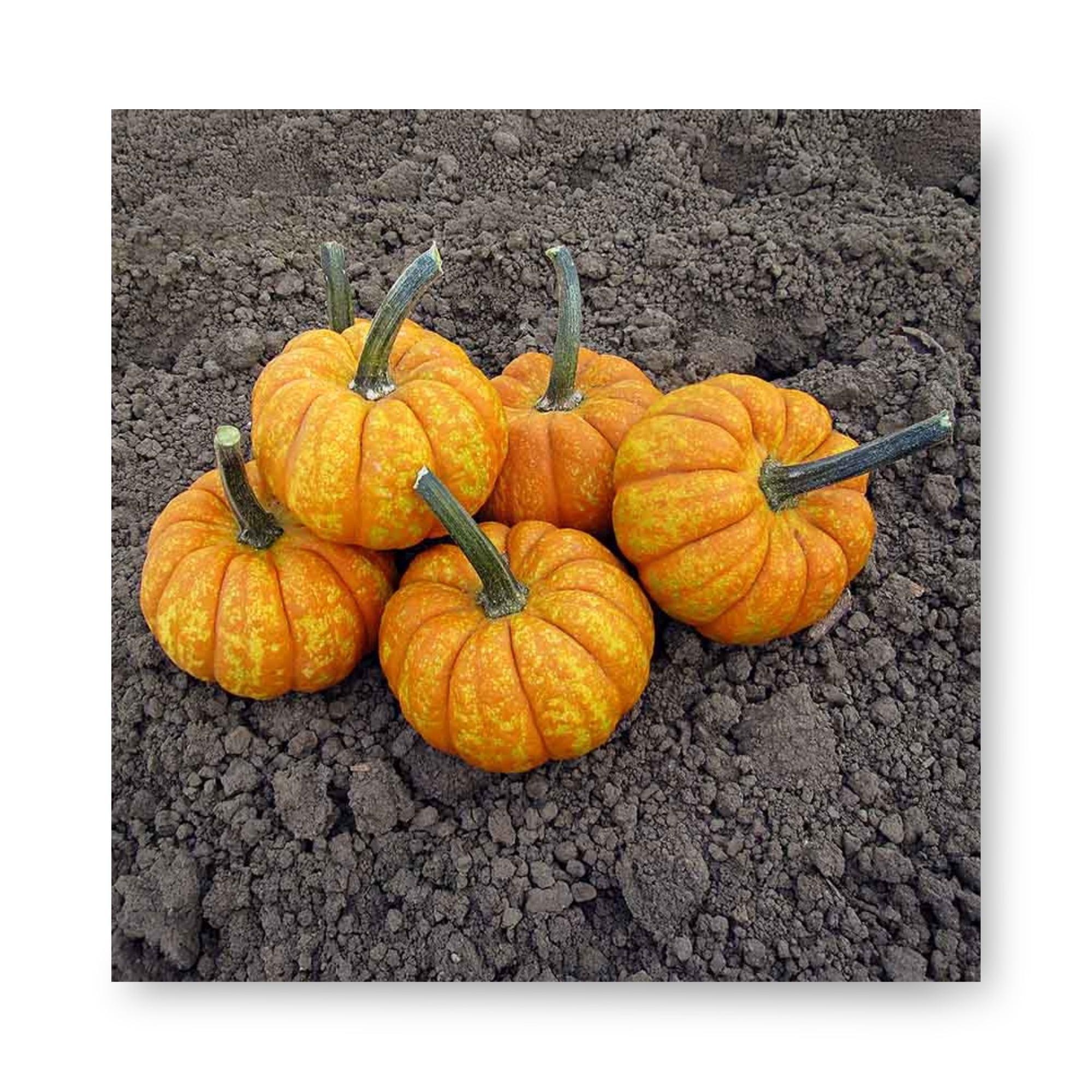 Small Mini Pumpkin Crunchkin F1 Seed With Hard Shell - Walmart.com