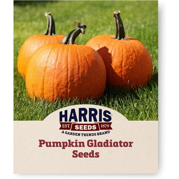 Harris Seeds - Pumpkin Gladiator Round Deep Orange Fruit Seeds - 25 Seeds