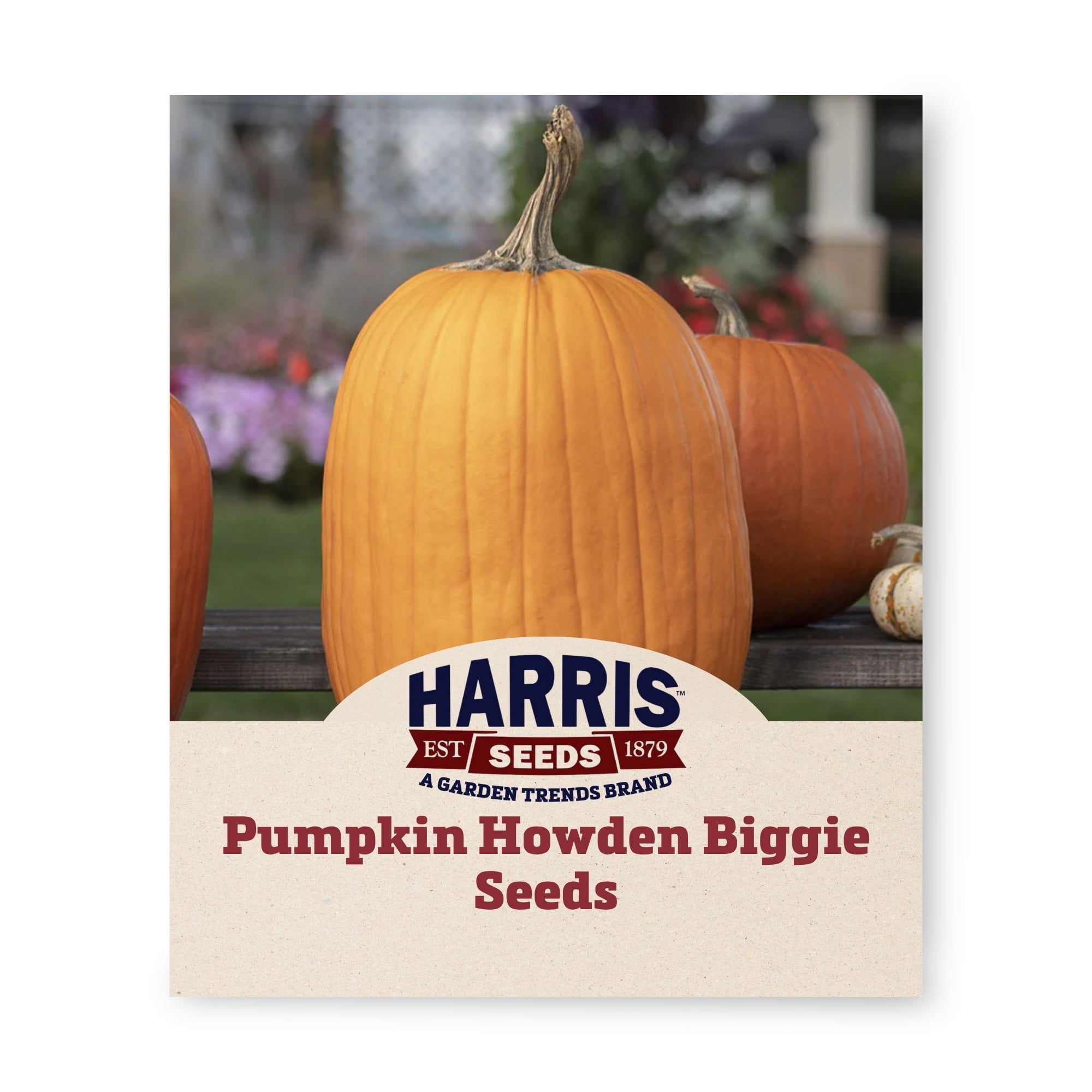 Harris Seeds Howden Biggie Pumpkin, Large Dark Orange Fruits for Fall Displays and Harvest Decorations, Treated, 250 Count