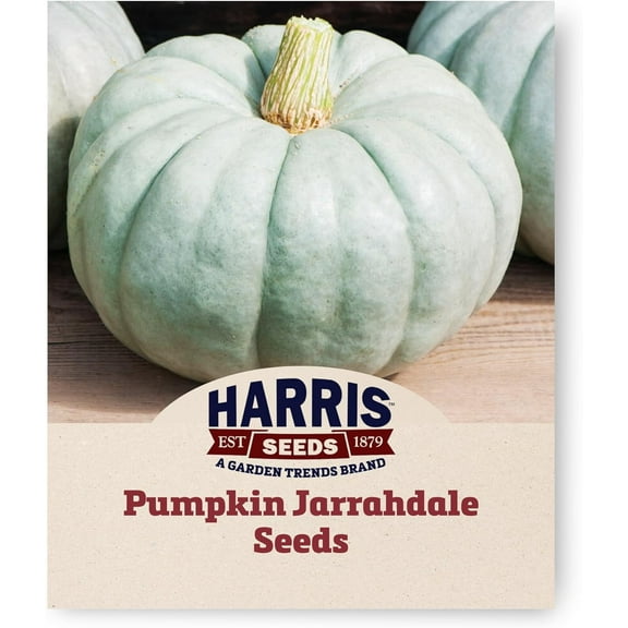 Harris Seeds - Pumpkin Jarrahdale Treated Winter Squash Ornamental Non-GMO - 25 Seeds