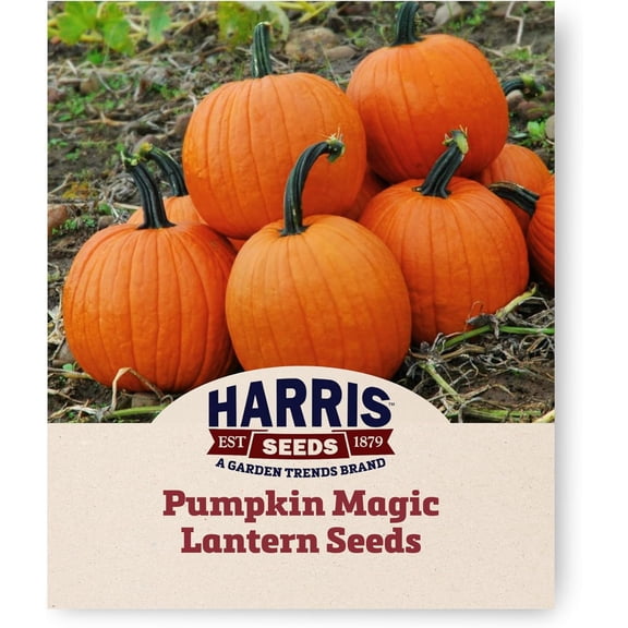 Harris Seeds Pumpkin Magic Lantern Treated Dark Orange Seeds - 1,000 Seeds