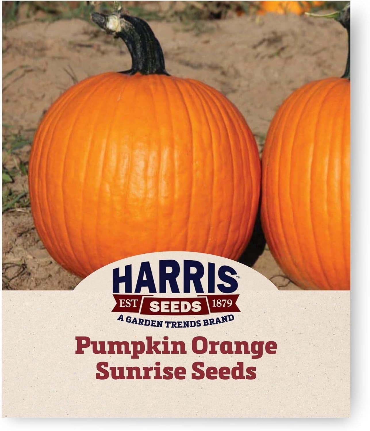 Harris Seeds Pumpkin Orange Sunrise F1, Early Maturing Orange Pumpkin Variety, Treated, 250 Count