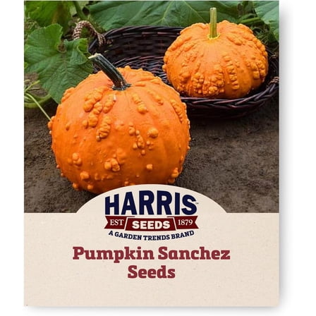 Harris Seeds - Pumpkin Sanchez Non-GMO Bright Orange Treated Vegetable - 250 Seeds