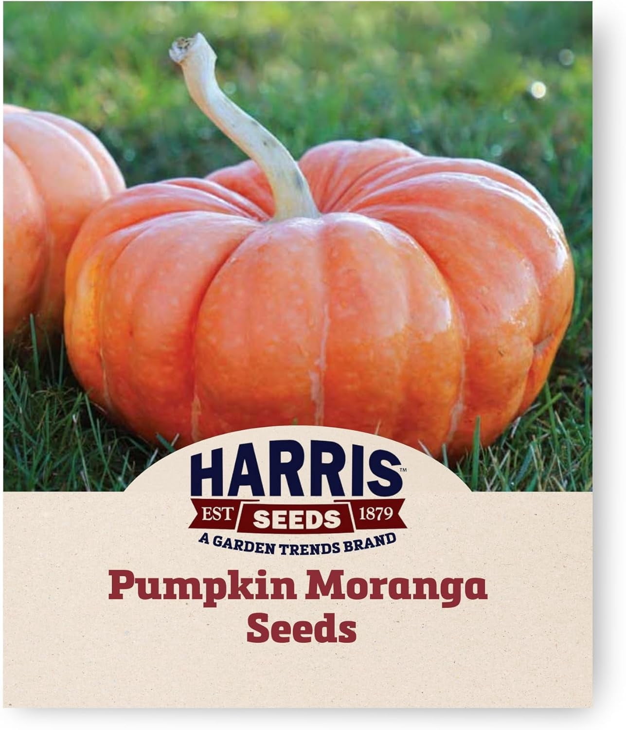 Harris Seeds - Pumpkin Seeds Moranga Variety Salmon Fruit - 1,000 Seeds ...