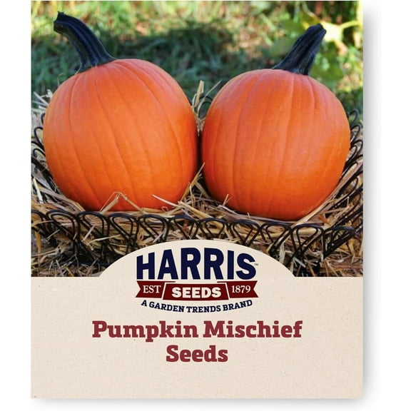 Harris Seeds - Pumpkin Seeds -Treated Mischief F1 Variety Non-GMO - Dark Orange Fruit - 250 Seeds