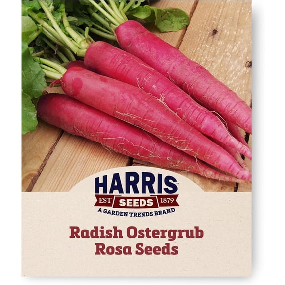 Harris Seeds - Radish Seeds Ostergrub Rosa Variety Bright White Flesh - 0.25 Lbs.