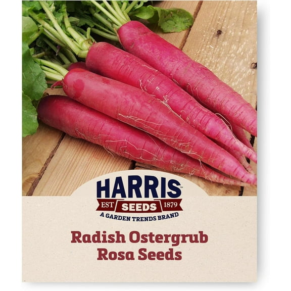 Harris Seeds - Radish Seeds Ostergrub Rosa Variety Bright White Flesh - 1 Oz.