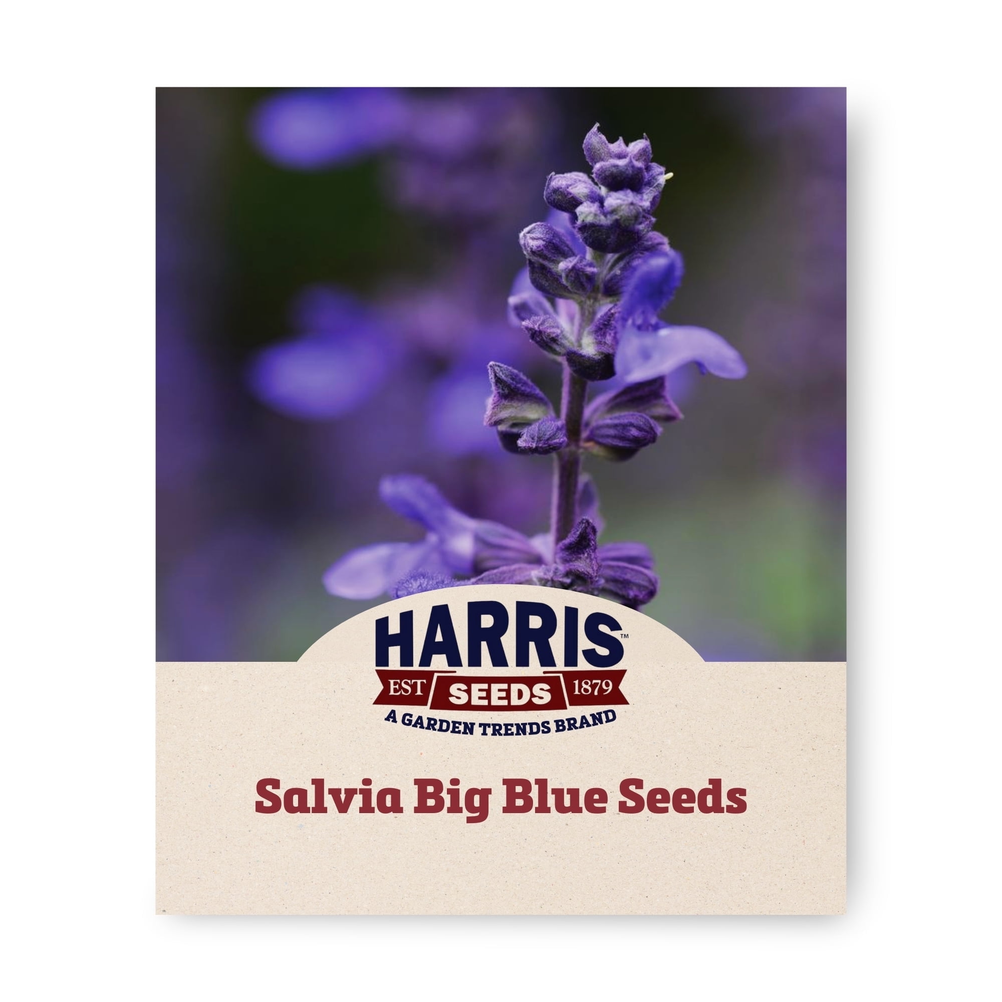 Harris Seeds Salvia Seeds - Thumbnail 5