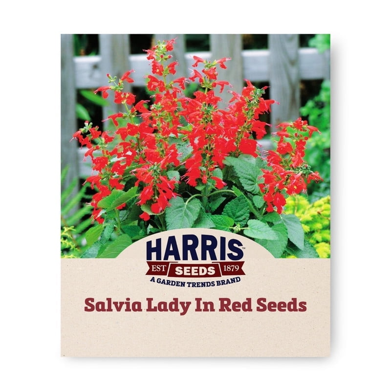 Salvia Lady In Red Seed - Thumbnail 2