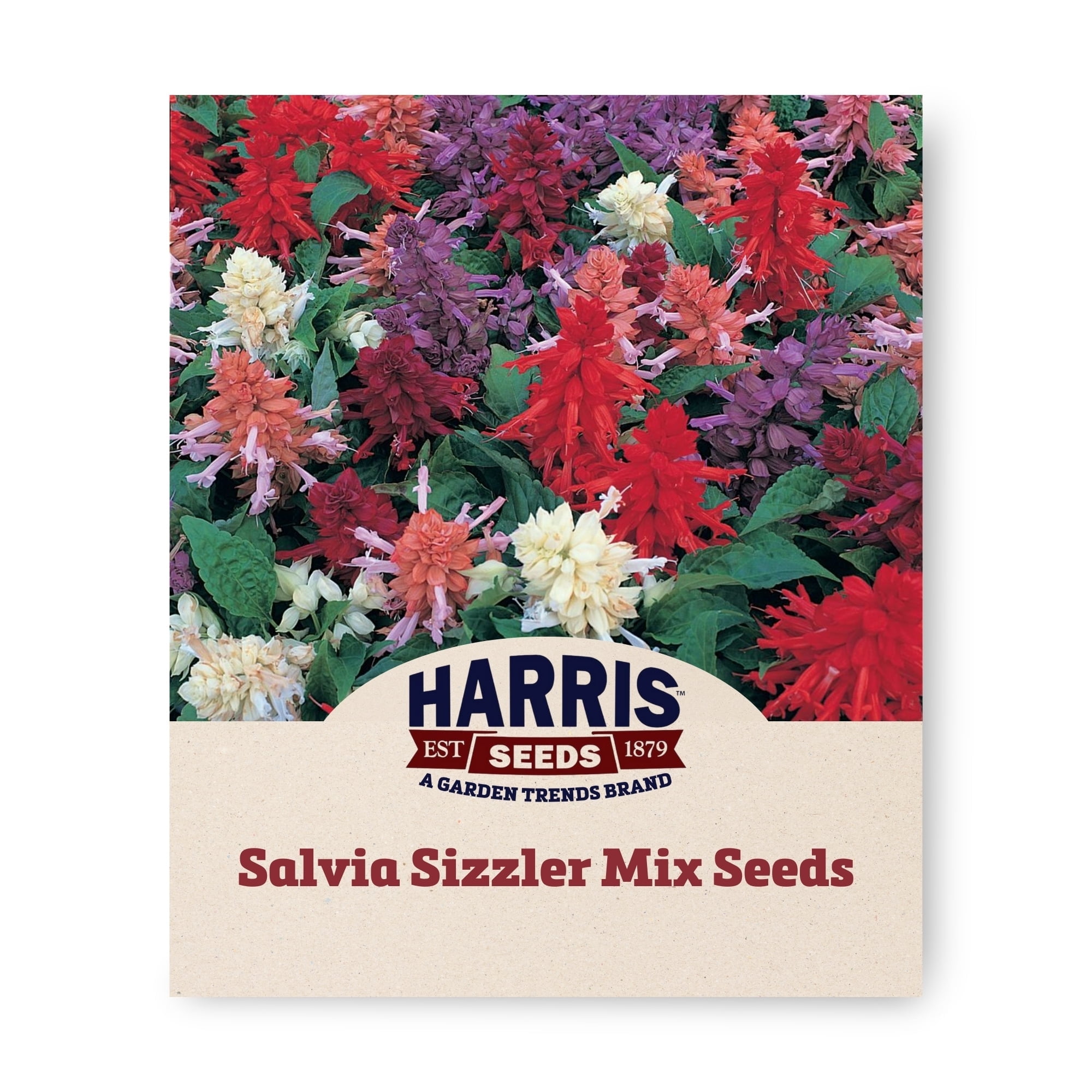 Harris Seeds Salvia Sizzler Mix Seeds
