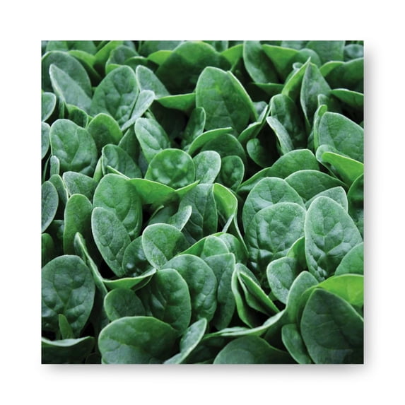 Harris Seeds Seaside F1 Spinach, Baby Leaf and Bunching Spinach, 10,000 Count