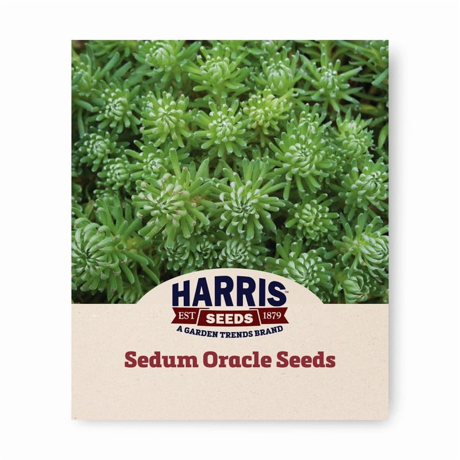 Harris Seeds Sedum Oracle Seeds - Thumbnail 2