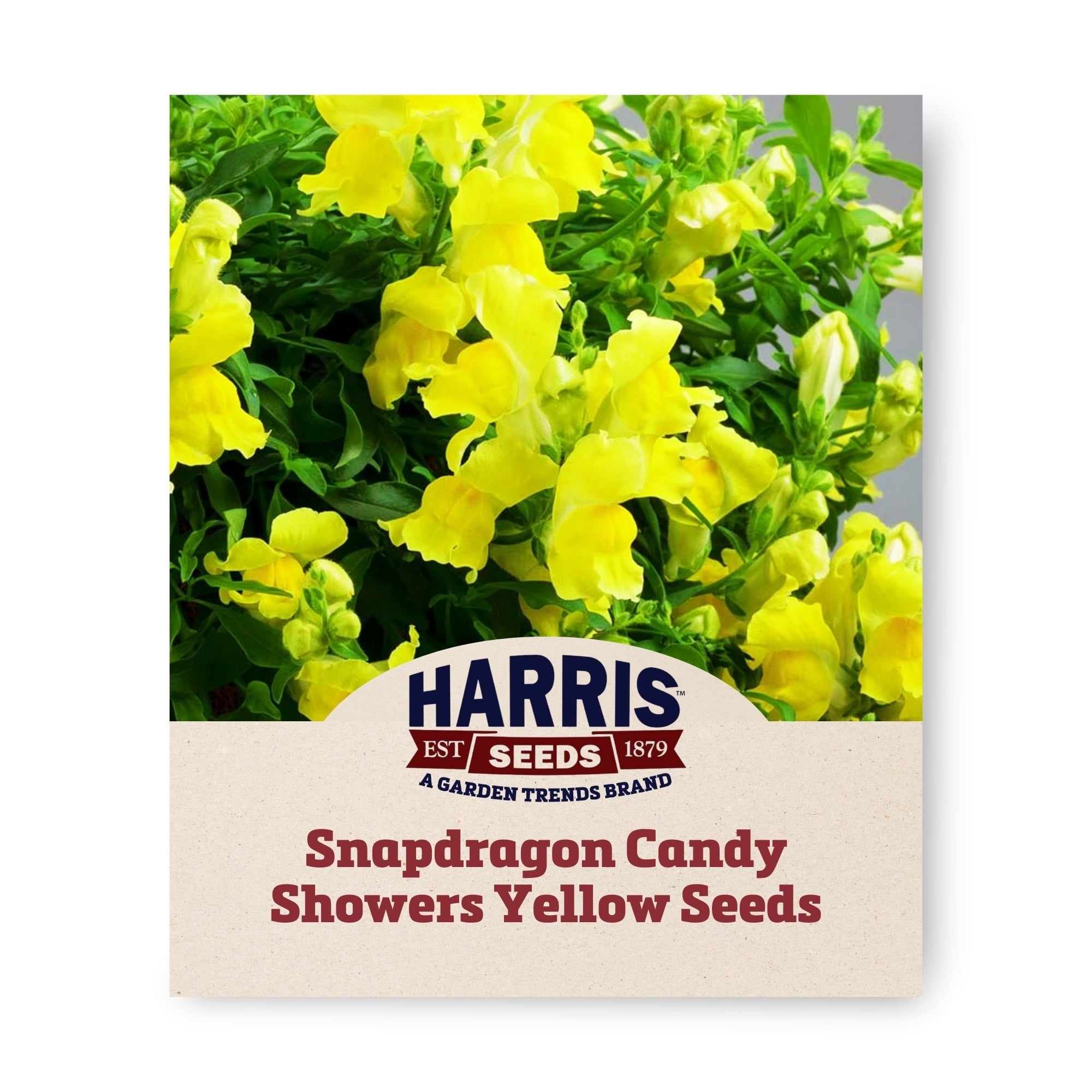 Harris Seeds - Snapdragon Candy Showers Yellow F1 Seeds For Planting - 1000 Seeds