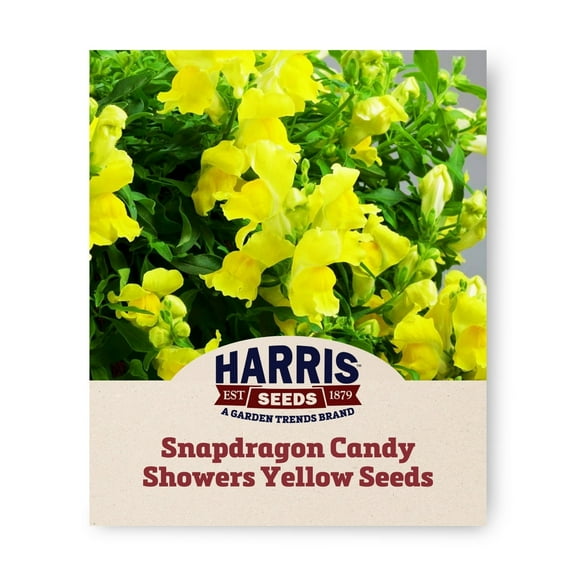 Harris Seeds - Snapdragon Candy Showers Yellow F1 Seeds For Planting - 1000 Seeds