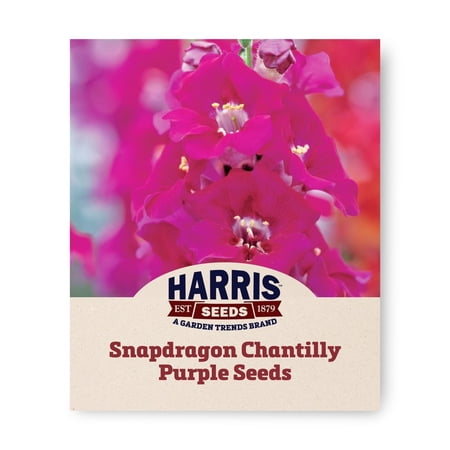 Harris Seeds - Snapdragon Chantilly Purple F1 Seeds - Large Open-Faced Blooms - 500 Seeds
