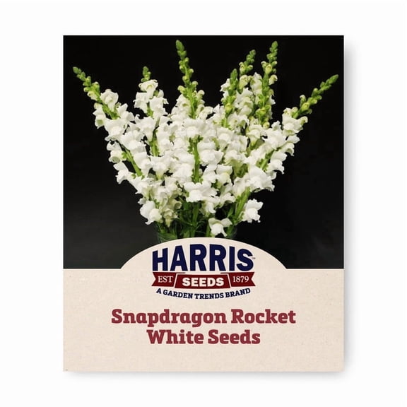Harris Seeds Rocket White F1 Snapdragon, Tall White Flower Spikes for Cut Arrangements and Garden Beds, 500 Count