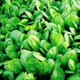 thumbnail image 1 of Harris Seeds - Spinach Corvair F1 Organic Seeds - Dark green, Smooth Thick Leaves - 1,000 Seeds, 1 of 1