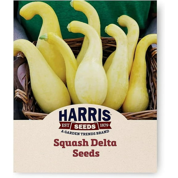 Harris Seeds - Squash Delta Seeds F1 Treated Variety Bright Yellow - 250 Seeds