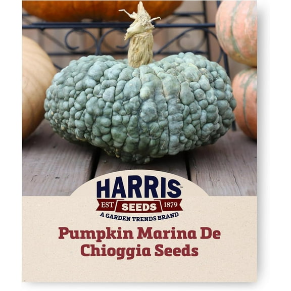 Harris Seeds - Squash Seeds Marina De Chioggia - Non-GMO Heirloom - 1 Oz.