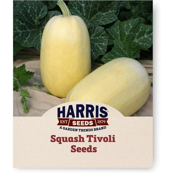 Harris Seeds - Squash Seeds Tivoli Variety Oval Creamy Flesh - 250 Seeds