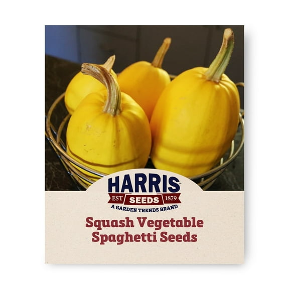 Harris Seeds - Treated Squash Seeds - Vegetable Spaghetti Variety - Non-GMO - 25 Seeds