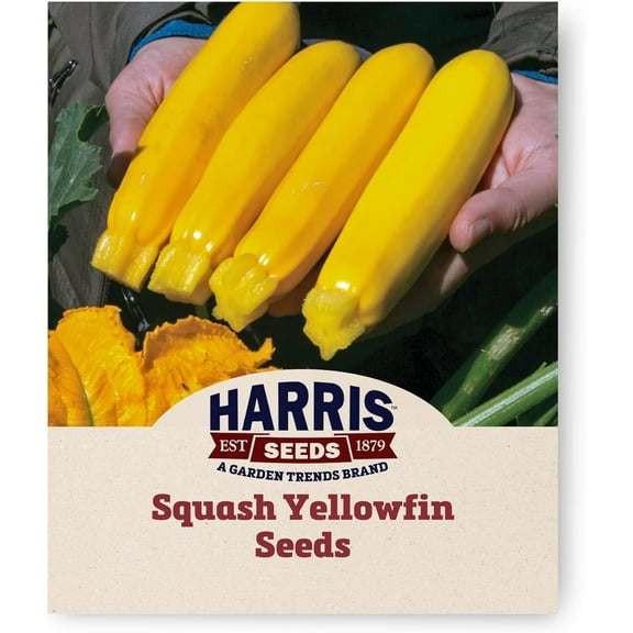 Harris Seeds - Squash Seeds Yellowfin Variety Daily Harvest - 250 Seeds