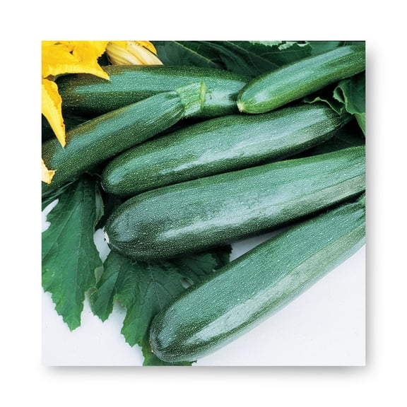 Harris Seeds Squash Zucchini Elite F1, Classic Cylindrical Shape, Treated, 1,000 Count