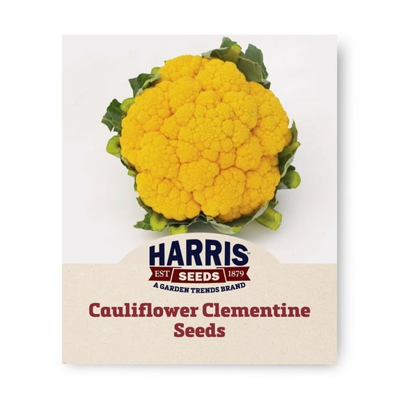 Harris Seeds - Treated Cauliflower Clementine F1 Seeds - Deep Orange Color - 1000 Seeds