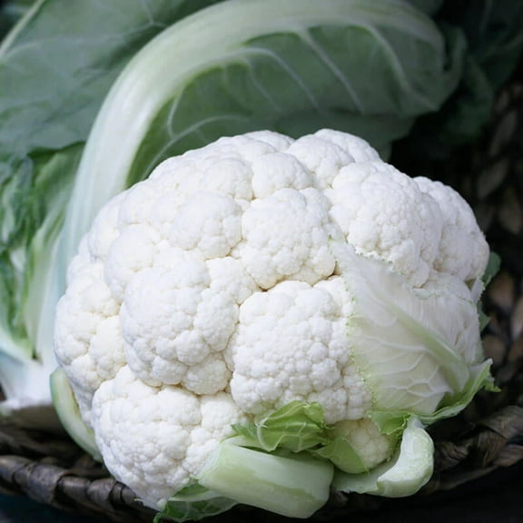 Harris Seeds - Treated Cauliflower Seeds - Twister Variety - Non-GMO - Bright White Color. - 50 Seeds