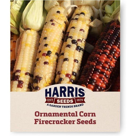 Harris Seeds - Treated Ornamental Corn Seeds Firecracker Variety Multicolored - 100 Seeds