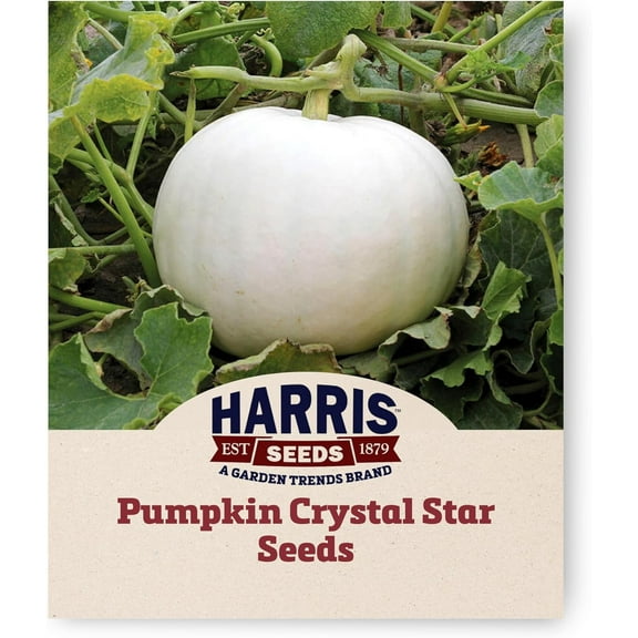 Harris Seeds - Treated Pumpkin Crystal Star Non-GMO Vegetable - 250 Seeds