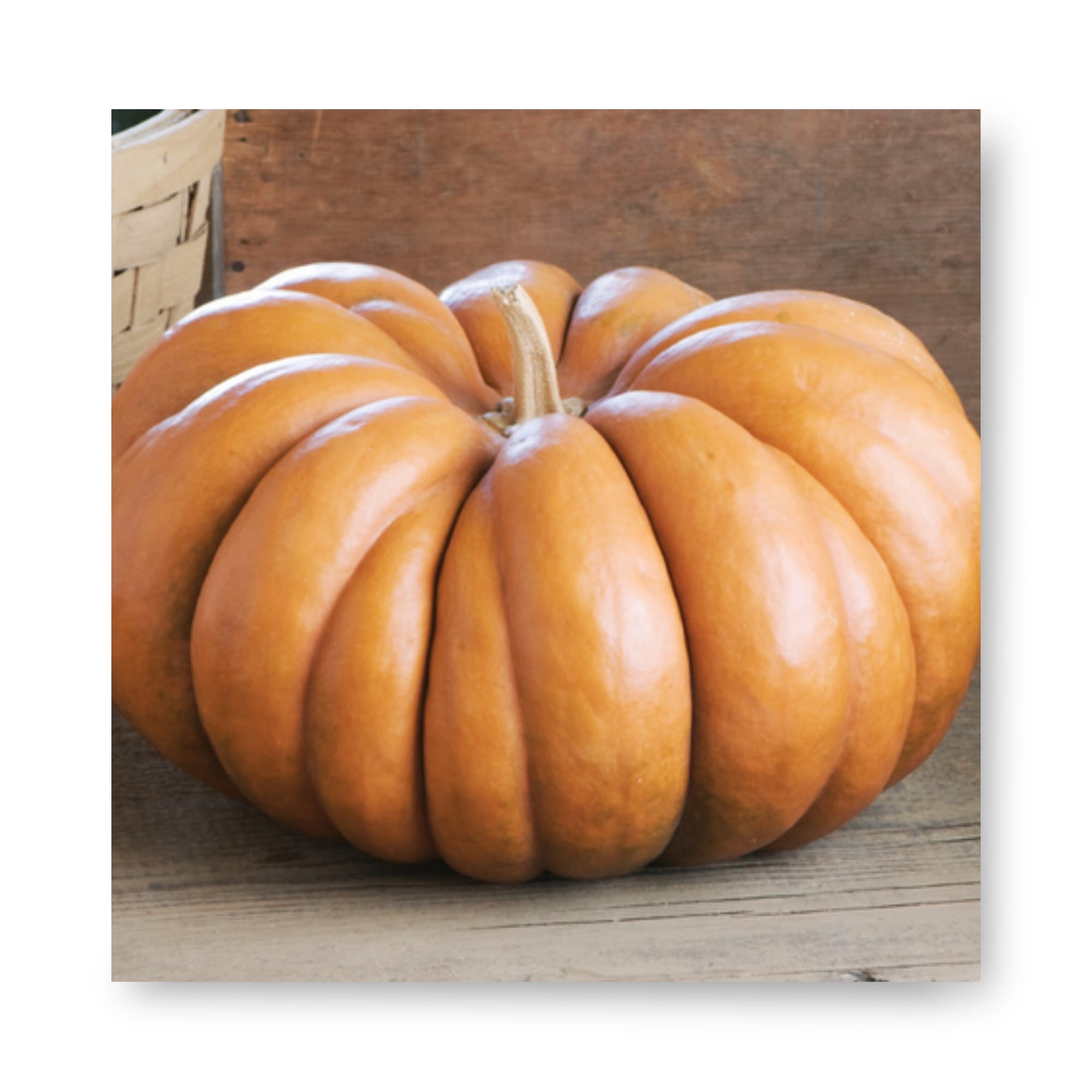 Harris Seeds Fairytale Pumpkin, French Heirloom Buckskin Fruit for Fall Decor and Culinary Use, 1,000 Count