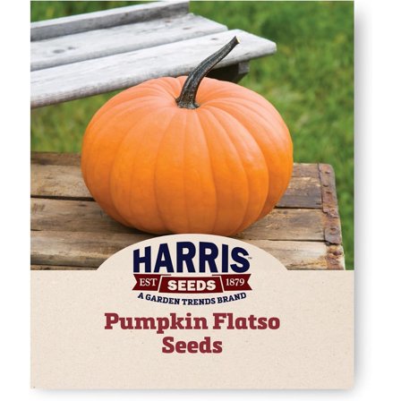 Harris Seeds - Treated Pumpkin Flatso Oval Bright Orange Fruit Dark Handles - 250 Seeds