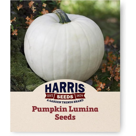 Harris Seeds - Treated Pumpkin Lumina Flattened-Globe White Skin Orange Flesh - 1 Oz