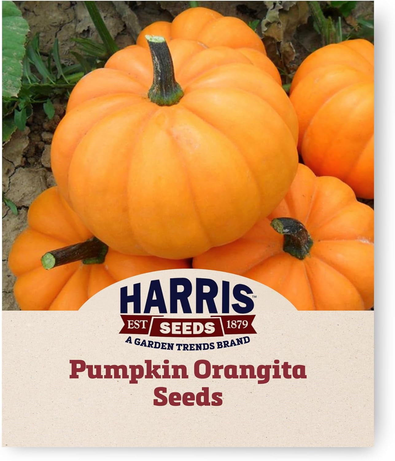 Harris Seeds - Treated Pumpkin Orangita F1 Non-GMO Vegetable - 1000 Seeds