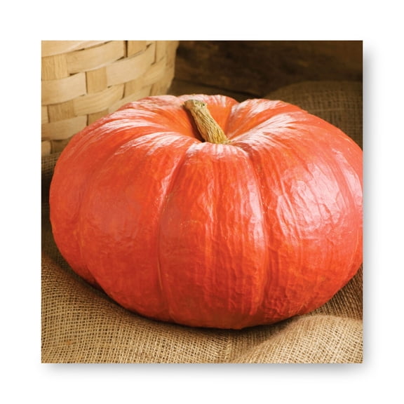 Harris Seeds Rouge Vif D'Etampes Pumpkin, French Heirloom Red Pumpkin for Pies and Fall Displays, 1,000 Count