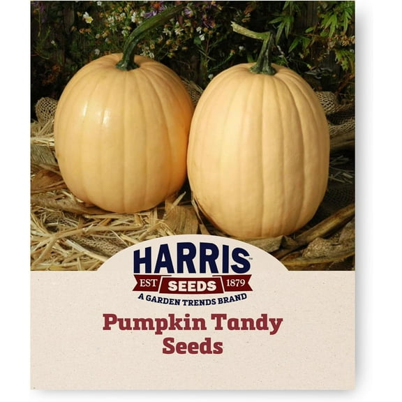 Harris Seeds - Treated Pumpkin Tandy F1 Non-GMO Good Yields Off-White Color - 250 Seeds