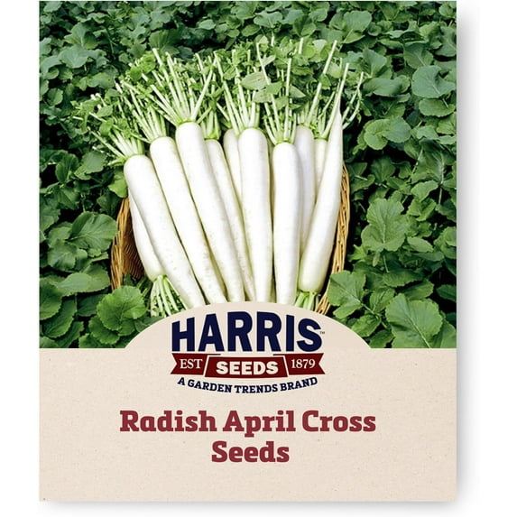 Harris Seeds - Treated Radish Seeds April Cross Variety Pure White Roots - 250 Seeds