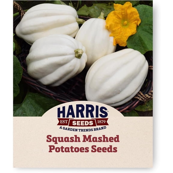 Harris Seeds Mashed Potatoes F1 Acorn Squash Seeds, White Rind Winter Squash, 250 Count