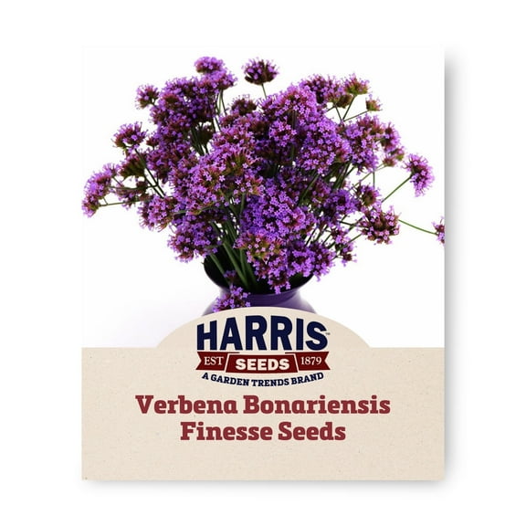Harris Seeds Verbena Bonariensis Finesse Tree Seed
