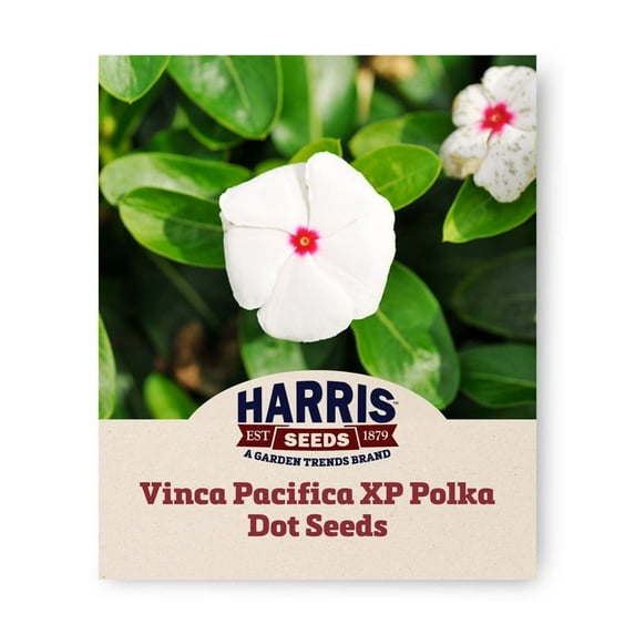Harris Seeds - Vinca Pacifica XP Polka Dot Seeds - Outdoor Flower Planting - 500 Seeds