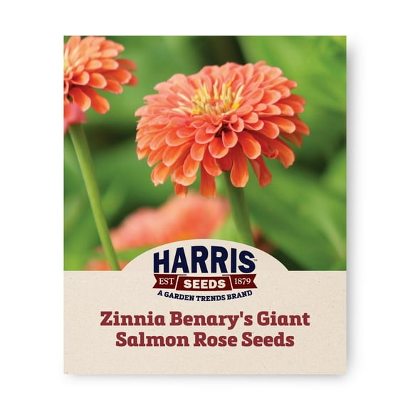 Harris Seeds - Zinnia Benary's Giant Salmon Rose Seeds - Tall Stems - 250 Seeds