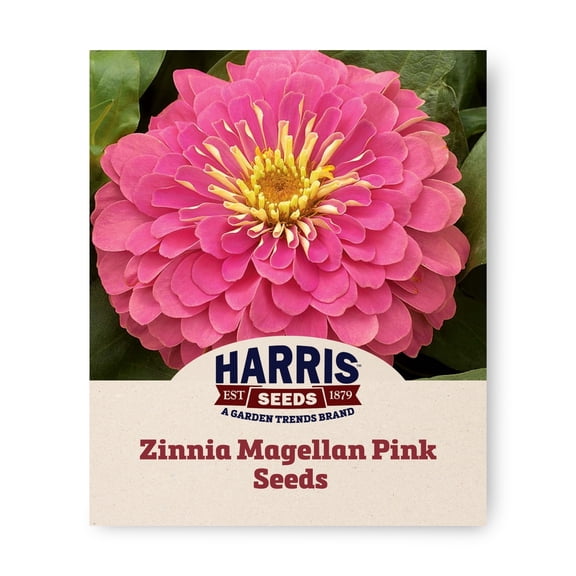 Harris Seeds Zinnia Magellan Pink F1, Annual Bedding Flower, Continuous Blooms, Low Maintenance, 250 Count