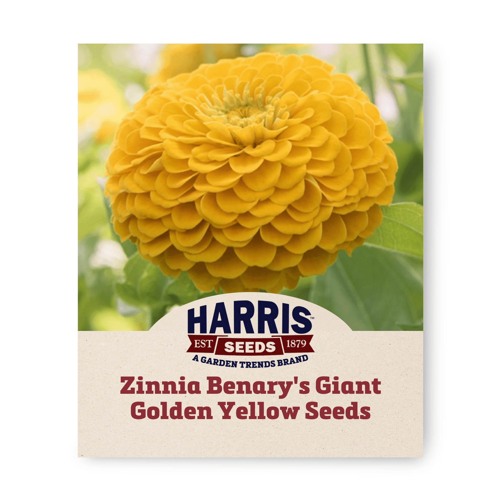 Harris Seeds - Zinnia Seeds - Benary's Giant Golden Yellow Colorful Flowers 1,000 Seeds