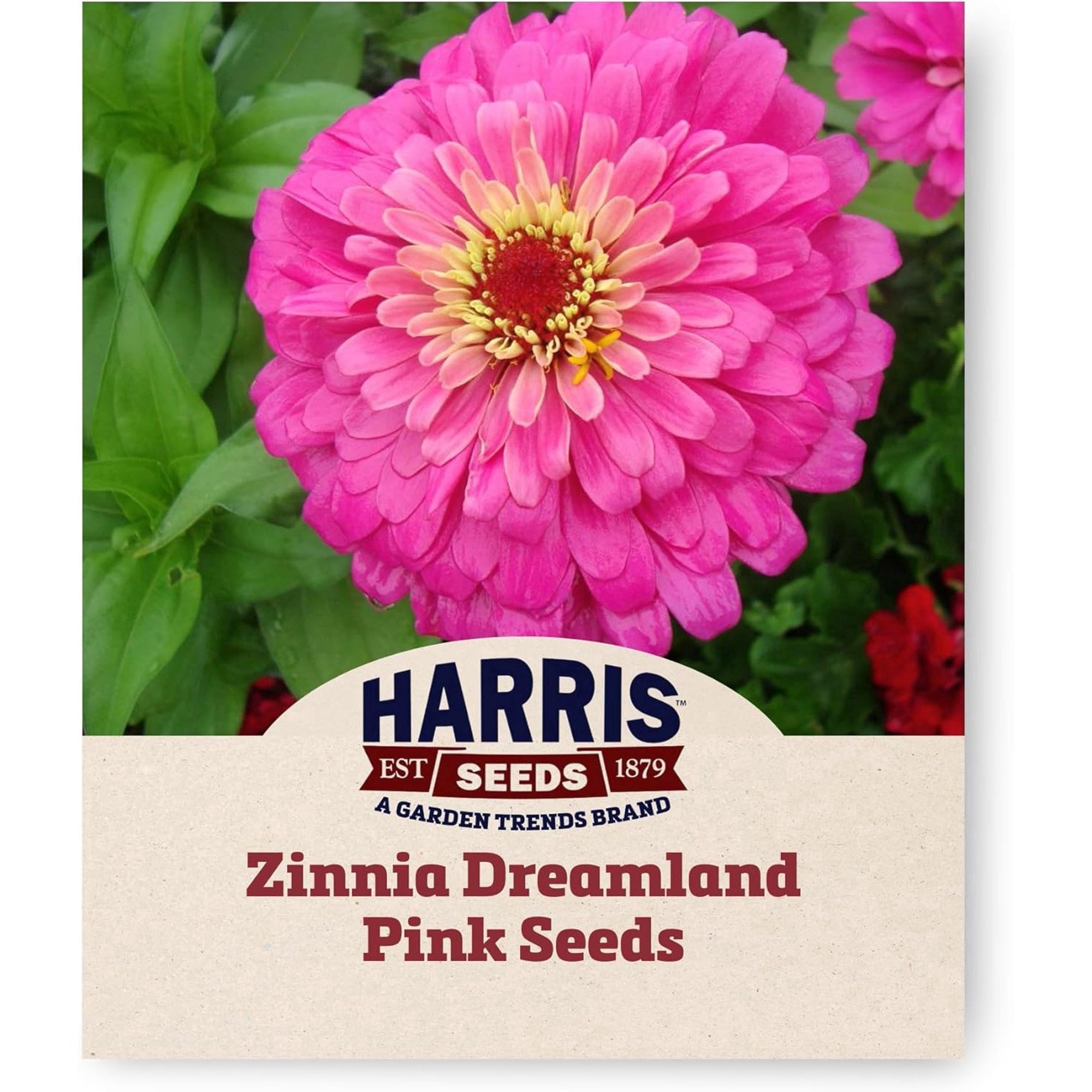 Harris Seeds Zinnia Dreamland Pink F1, Non-GMO Annual Flower, 250 Count