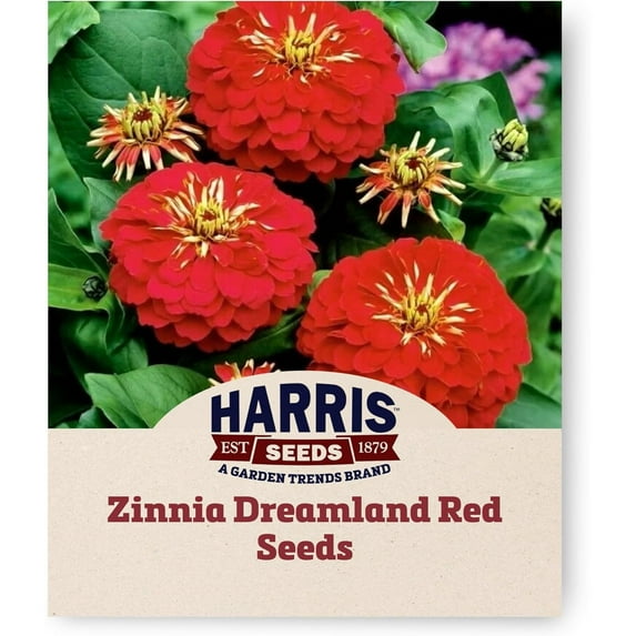 Harris Seeds - Zinnia Seeds - F1 Dreamland Red Flowers - Non-GMO Heirloom - 250 Seeds