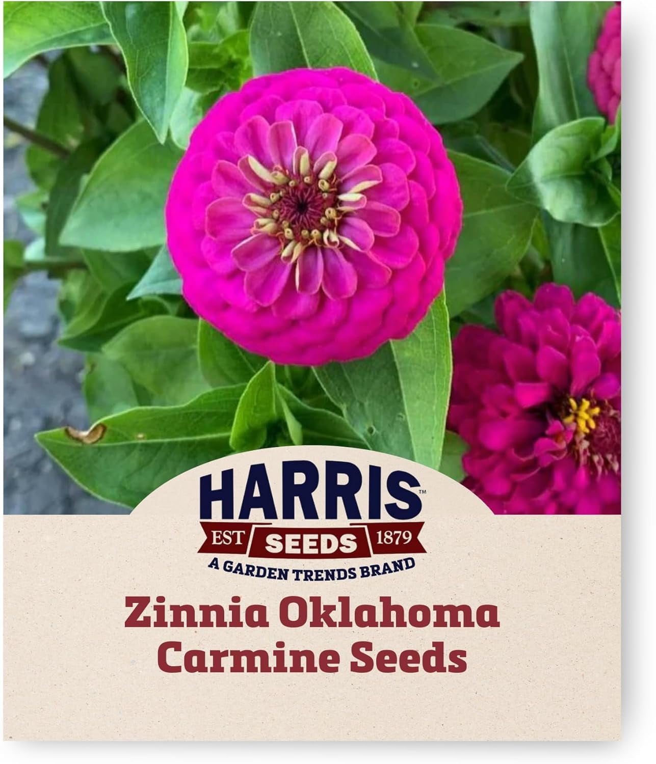 Harris Seeds - Zinnia Oklahoma Carmine Seeds - 1000 Seeds